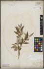 Foto von Salix alba L.